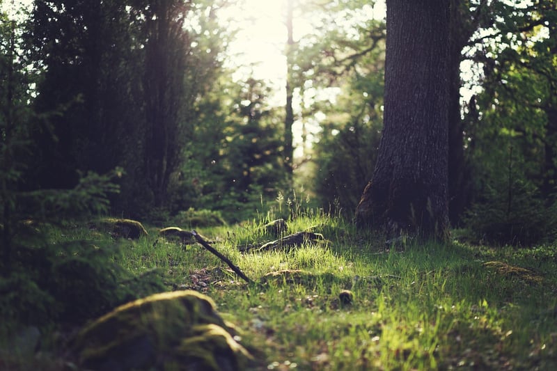 Enchanted Forest Clearings
