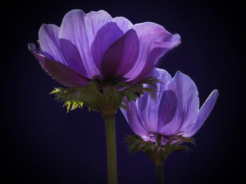 Magical Faerie Crowns
